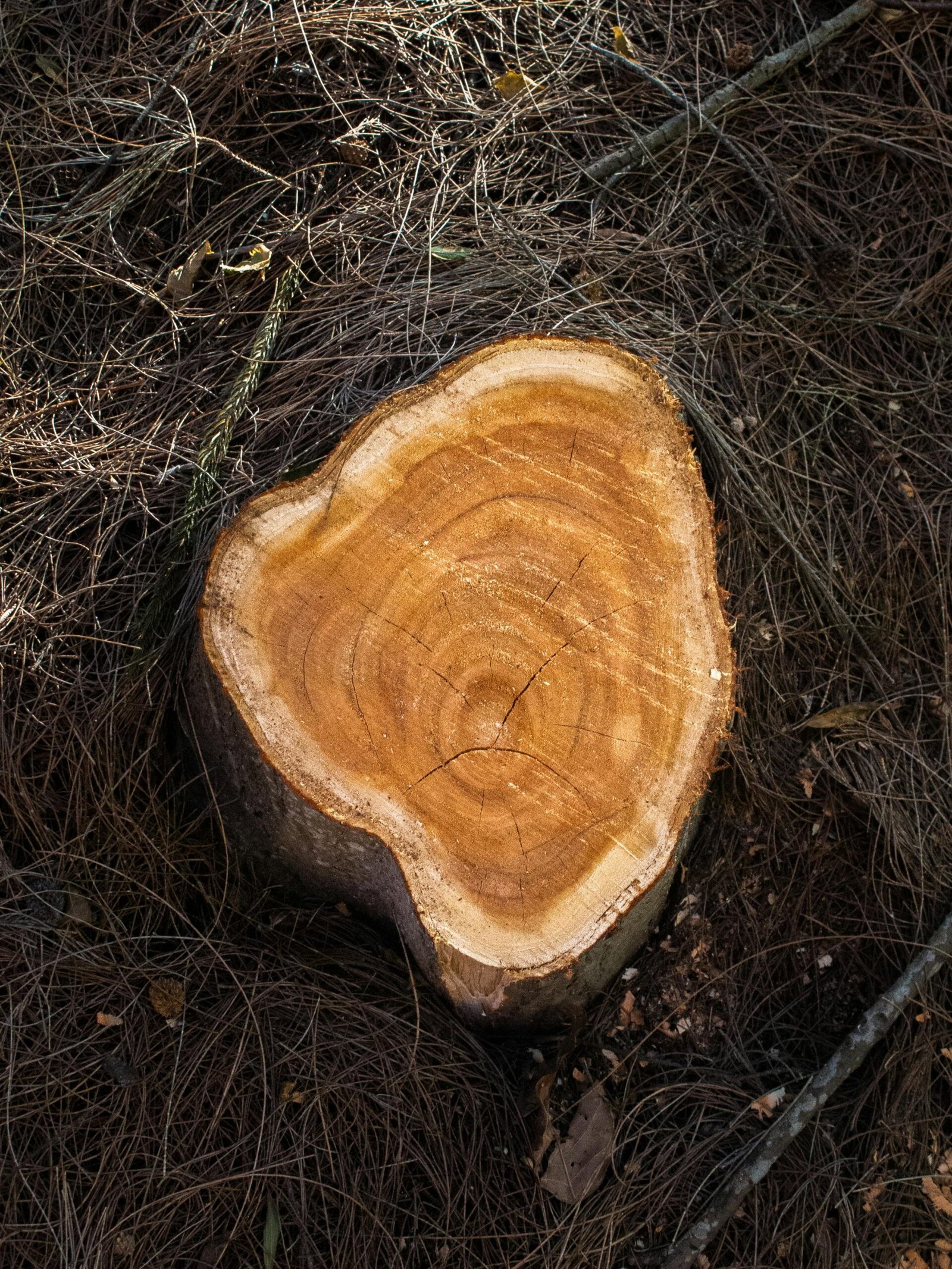 Detailed view of a tree stump with visible rings amidst forest surroundings.